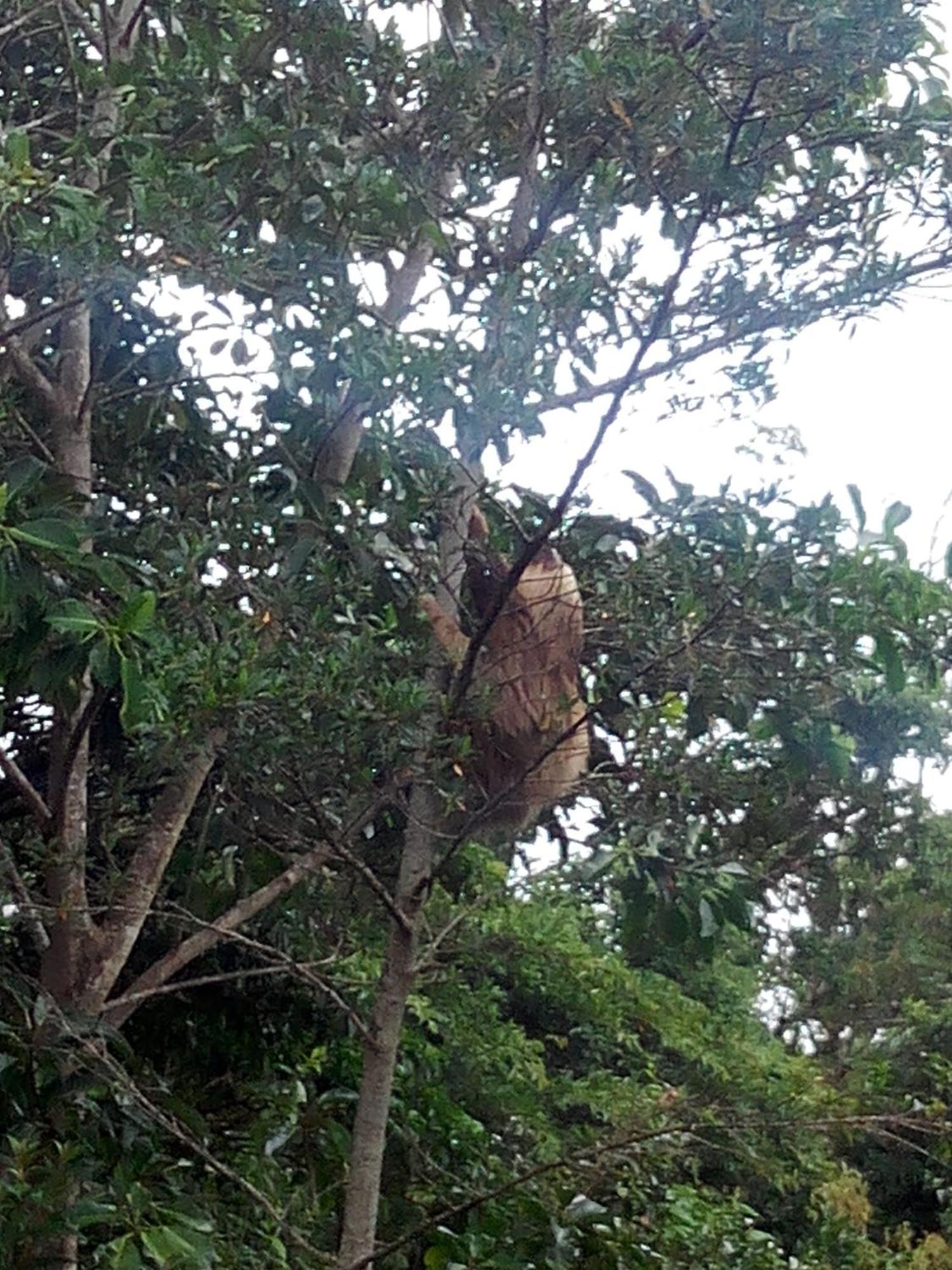 Hotel Claro De Luna Monteverde Kültér fotó